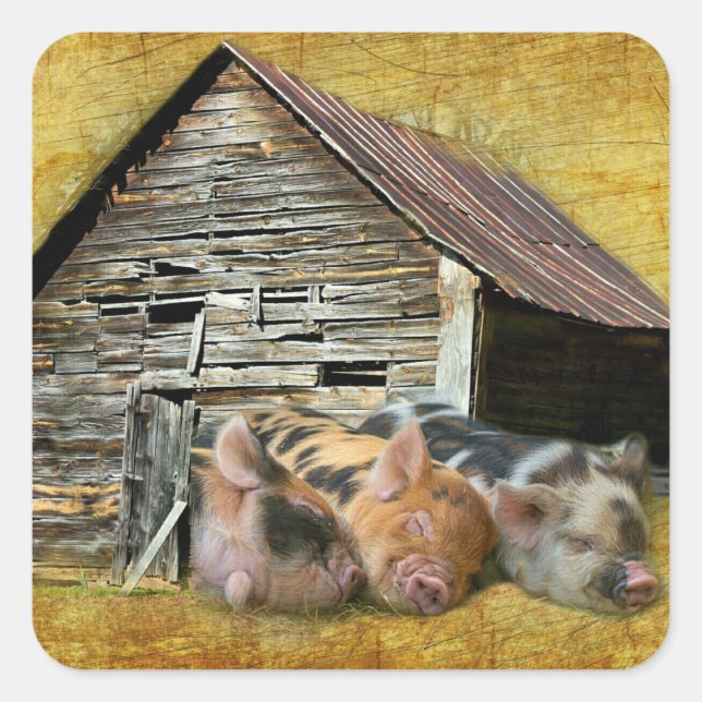 Three Little Pigs At The Rustic Barn Snoozing Square Sticker (Front)