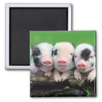 Three little pigs - cute pig - three pigs magnet