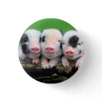 Three little pigs - cute pig - three pigs pinback button