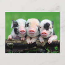 Three little pigs - cute pig - three pigs postcard