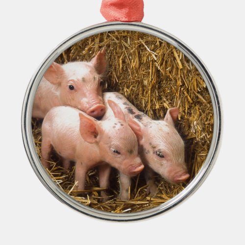 Three Little Pigs Metal Ornament