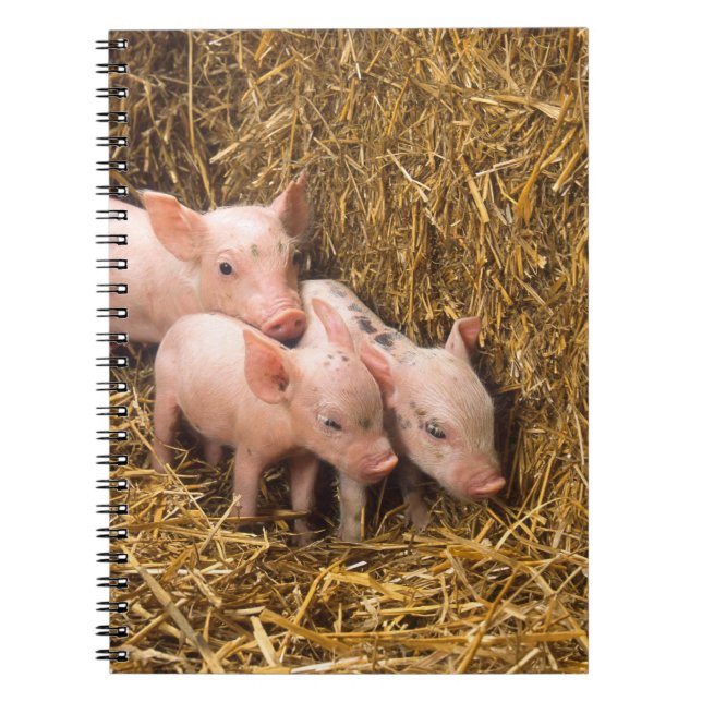 Three Little Pigs Notebook (Front)
