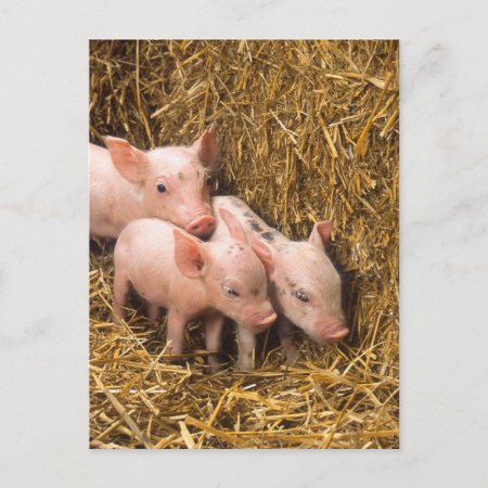 Three Little Pigs Postcard