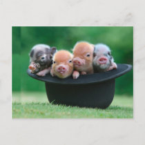 Three little pigs - three pigs - pig hat postcard