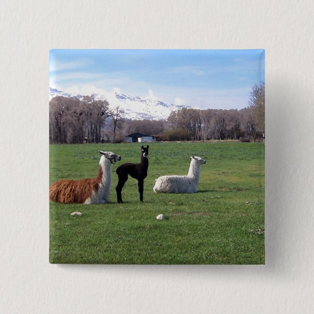 Three Llamas In Field Pinback Button (Front)