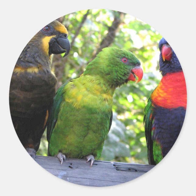 Three Lorikeets Classic Round Sticker (Front)