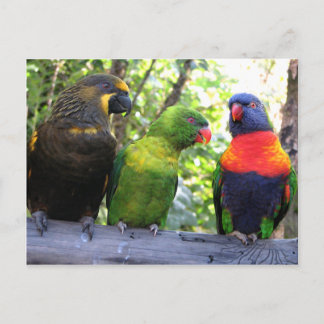 Three Lorikeets Postcard