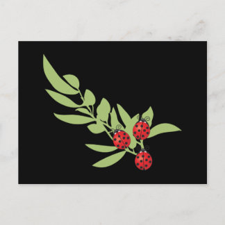 Three Lucky Ladybugs Postcard