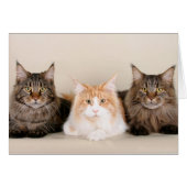 Three Maine Coon Cats (Front Horizontal)