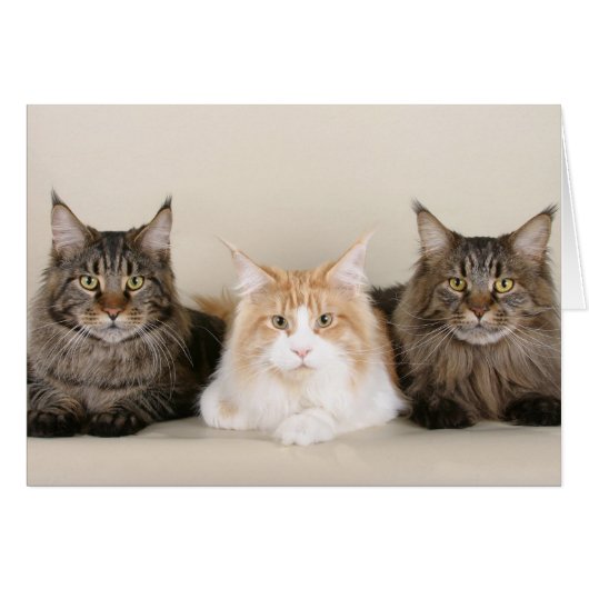 Three Maine Coon Cats Cards (Front Horizontal)