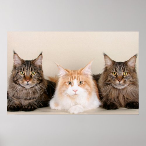 Three Maine Coon Cats Poster