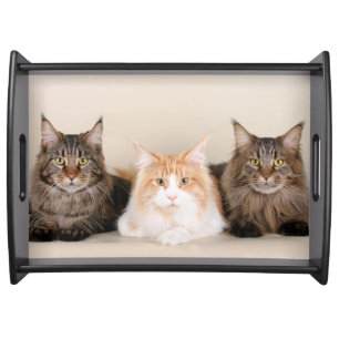 Three Maine Coon Cats Serving Tray