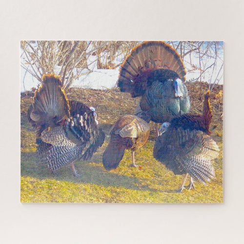 Three Male Turkeys in Heat and a Lady Photo Jigsaw Puzzle