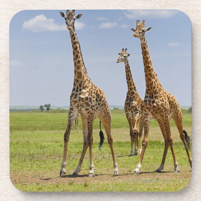 three Masai giraffes, Giraffa camelopardalis Drink Coaster (Front)