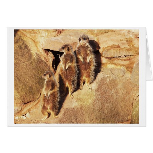 Three meerkats cards (Front Horizontal)