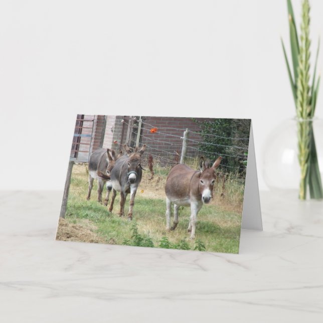 Three mini donkeys. card (Front)