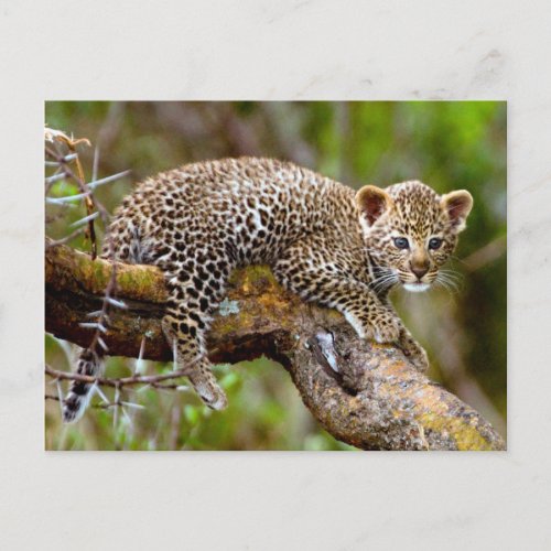 Three Month Old Leopard Panthera Pardus Cub Postcard