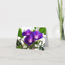 Three Morning Glories