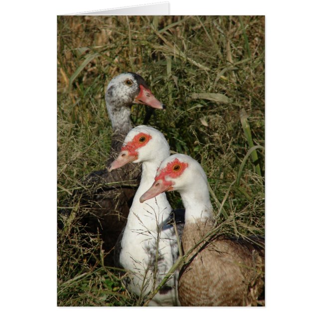 Three Muscovy Ducks Cards (Front)