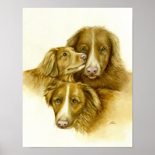 Three Nova Scotia Duck Tolle Retriever Dogs  Poster