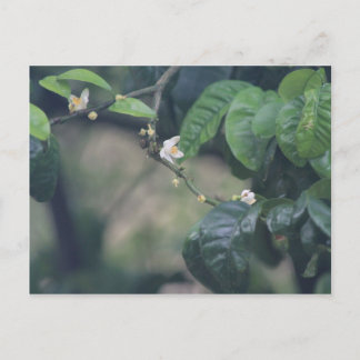 Three Orange Blossoms Postcard