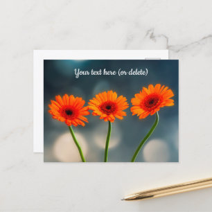 Three Orange Gerberas in a Row Postcard