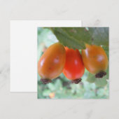 Three orange rosehips (Front/Back)