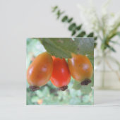 Three orange rosehips (Standing Front)