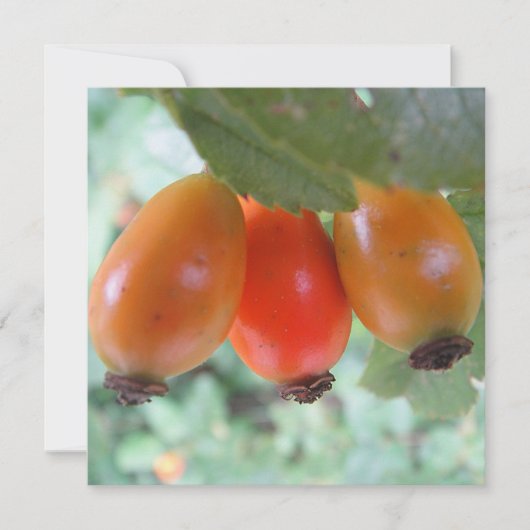 Three orange rosehips (Front)
