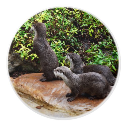 Three Otterly Adorable Otters Ceramic Knob