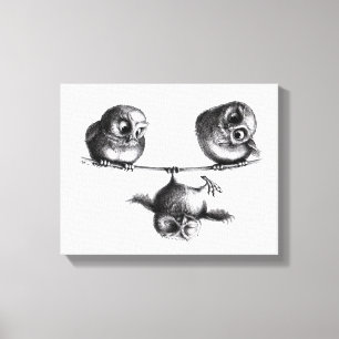 Three Owls - Freedom and Fun Canvas Print