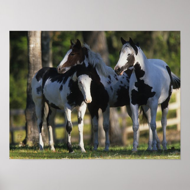 Three Paint Horses Standing Together Poster (Front)