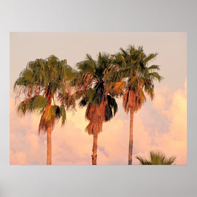 Three Palm Trees Bathed in Warm Sunset Poster (Front)