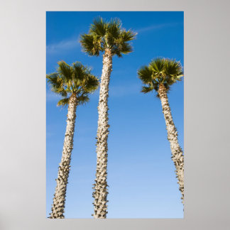 Three Palms Poster