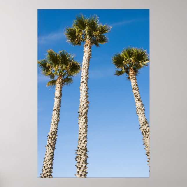 Three Palms Poster (Front)