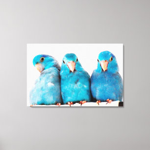 Three Parrots Pacific Blue Parrotlets Canvas Art