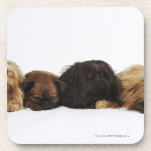 Three Pekingese dogs and single Pug lying down Beverage Coaster
