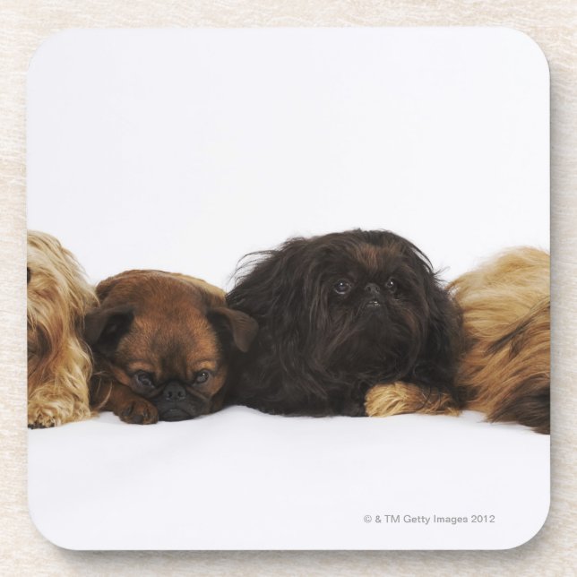 Three Pekingese dogs and single Pug lying down Beverage Coaster (Front)