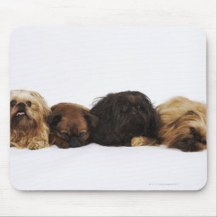 Three Pekingese dogs and single Pug lying down Mouse Pad