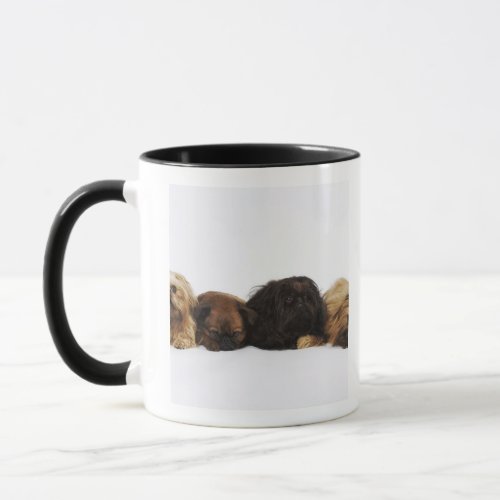 Three Pekingese dogs and single Pug lying down Mug