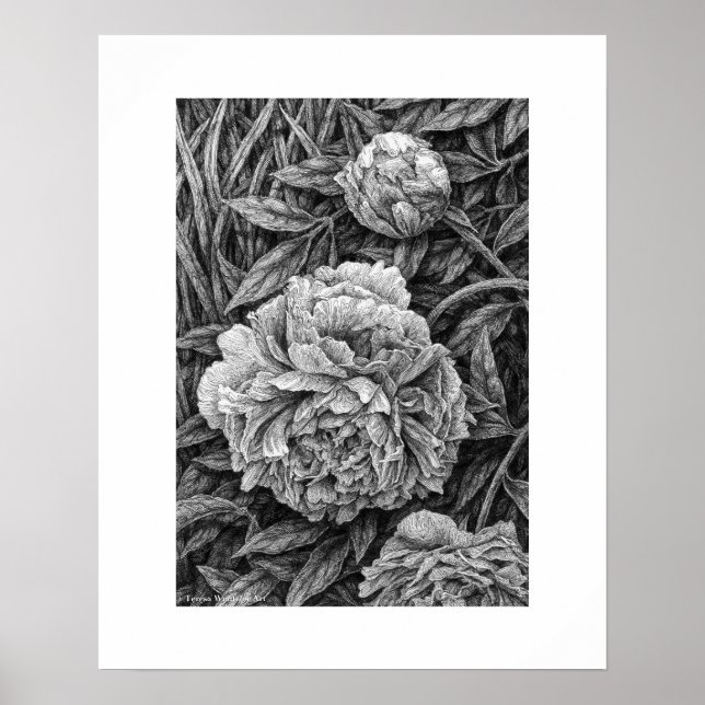Three Peonies Pen Drawing Poster (Front)