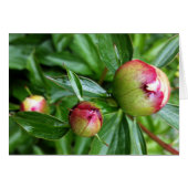 Three peony buds (Front Horizontal)