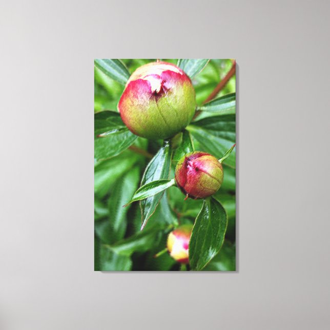 Three peony buds canvas print (Front)