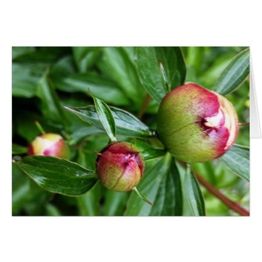 Three peony buds cards (Front Horizontal)