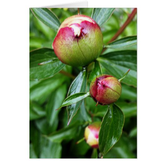 Three peony buds cards (Front)