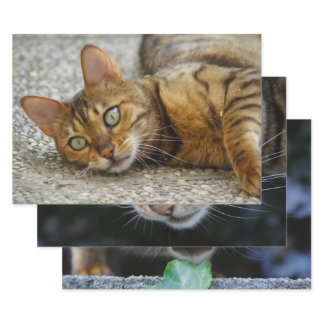 Three Photos Of Bengal Cat Wrapping Paper Sheets