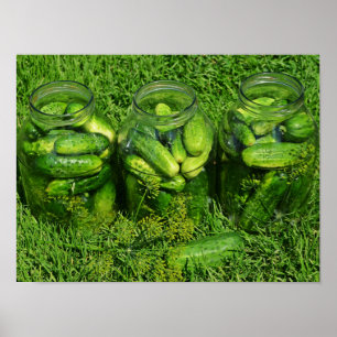 Three Pickling Jars filled with Whole Cucumbers Poster
