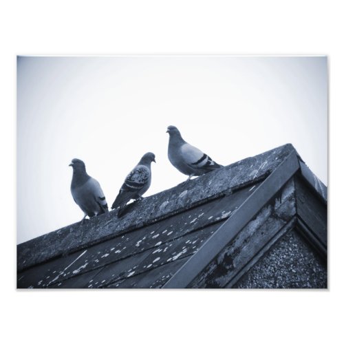 Three Pigeons on a Roof Photo Print