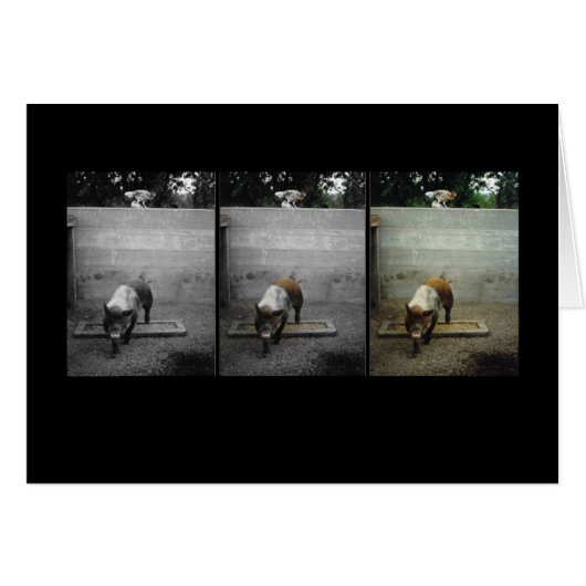 Three pigs (Front Horizontal)