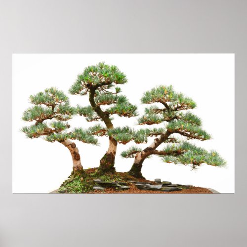 three pine bonsai trees poster